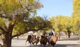 胡杨林最佳旅游时间