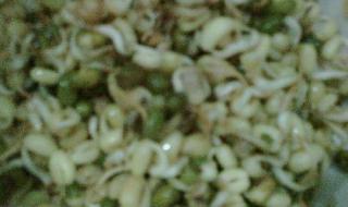 绿豆芽观察记录表7天