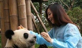 熊猫的知识资料大全