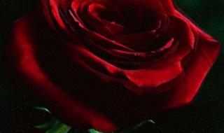我会送你红色玫瑰
